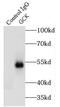 Glucokinase antibody, FNab03385, FineTest, Immunoprecipitation image 