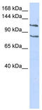 CCAAT Enhancer Binding Protein Zeta antibody, TA343562, Origene, Western Blot image 