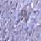 Solute Carrier Family 27 Member 6 antibody, 7297, ProSci Inc, Immunocytochemistry image 