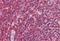 Sn1-specific diacylglycerol lipase alpha antibody, GTX88615, GeneTex, Immunohistochemistry paraffin image 