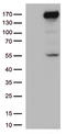 Xanthine dehydrogenase/oxidase antibody, LS-C796455, Lifespan Biosciences, Western Blot image 