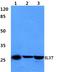 Interleukin-1 family member 7 antibody, A03607-2, Boster Biological Technology, Western Blot image 