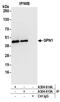 GPN-Loop GTPase 1 antibody, A304-615A, Bethyl Labs, Immunoprecipitation image 