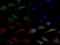 EDL antibody, NB400-118, Novus Biologicals, Immunofluorescence image 