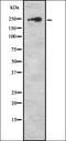 Coagulation Factor V antibody, orb337145, Biorbyt, Western Blot image 