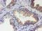 Ubiquitin Specific Peptidase 36 antibody, LS-C174608, Lifespan Biosciences, Immunohistochemistry frozen image 