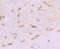 Dystrophin antibody, A00069-1, Boster Biological Technology, Immunohistochemistry paraffin image 