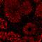 Quiescin Sulfhydryl Oxidase 1 antibody, MA1-014, Invitrogen Antibodies, Immunofluorescence image 