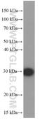 Ribosomal Protein S3 antibody, 66046-1-Ig, Proteintech Group, Western Blot image 
