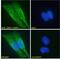 FERM, ARH/RhoGEF And Pleckstrin Domain Protein 1 antibody, 45-385, ProSci, Immunofluorescence image 