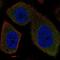 Synaptotagmin 16 antibody, NBP2-69027, Novus Biologicals, Immunocytochemistry image 