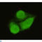 General Transcription Factor IIB antibody, LS-C813129, Lifespan Biosciences, Immunofluorescence image 