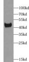 Acyl-CoA Dehydrogenase Short Chain antibody, FNab00066, FineTest, Western Blot image 
