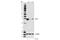 Heme Oxygenase 1 antibody, 70081S, Cell Signaling Technology, Western Blot image 