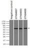 Nuclear Receptor Binding Protein 1 antibody, GTX84000, GeneTex, Immunoprecipitation image 
