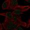 PiggyBac transposable element-derived protein 5 antibody, NBP2-57708, Novus Biologicals, Immunofluorescence image 
