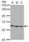 Zinc Finger Protein 350 antibody, GTX112053, GeneTex, Western Blot image 