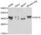 Fibroblast growth factor 10 antibody, abx001113, Abbexa, Western Blot image 