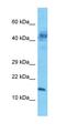 Calcium Regulated Heat Stable Protein 1 antibody, orb327361, Biorbyt, Western Blot image 