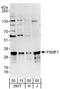 Proteasome Inhibitor Subunit 1 antibody, A303-859A, Bethyl Labs, Western Blot image 