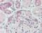 MKS Transition Zone Complex Subunit 1 antibody, NLS6809, Novus Biologicals, Immunohistochemistry frozen image 