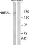 Neurobeachin Like 1 antibody, A15493, Boster Biological Technology, Western Blot image 