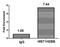 Histone H2B type 1-B antibody, LS-C670397, Lifespan Biosciences, Chromatin Immunoprecipitation image 