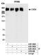 Chromodomain Helicase DNA Binding Protein 4 antibody, A301-081A, Bethyl Labs, Immunoprecipitation image 