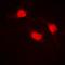 Catenin Beta 1 antibody, orb213800, Biorbyt, Immunofluorescence image 