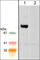 WASP Family Member 2 antibody, WP1791, ECM Biosciences, Western Blot image 