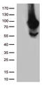 Methylenetetrahydrofolate Reductase antibody, CF812635, Origene, Western Blot image 