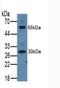 Intelectin-1 antibody, MBS2027502, MyBioSource, Western Blot image 