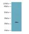 Family With Sequence Similarity 122B antibody, LS-C398867, Lifespan Biosciences, Western Blot image 