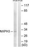 Neurexophilin 3 antibody, TA315169, Origene, Western Blot image 