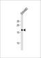 60S ribosomal protein L29 antibody, PA5-35260, Invitrogen Antibodies, Western Blot image 