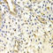 RAD50 Double Strand Break Repair Protein antibody, LS-C746738, Lifespan Biosciences, Immunohistochemistry frozen image 