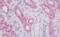 Epithelial membrane protein 1 antibody, orb375803, Biorbyt, Immunohistochemistry paraffin image 