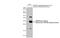 Influenza virus antibody, GTX125928, GeneTex, Western Blot image 