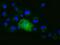 Aminoacylproline aminopeptidase antibody, GTX83413, GeneTex, Immunofluorescence image 