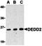 Kelch Like Family Member 1 antibody, orb74471, Biorbyt, Western Blot image 