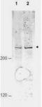 Anaphase Promoting Complex Subunit 1 antibody, TA319500, Origene, Western Blot image 