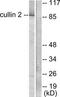CUL-2 antibody, TA314751, Origene, Western Blot image 