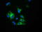 Haptoglobin antibody, TA501699, Origene, Immunofluorescence image 