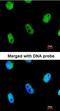 Lethal(3)malignant brain tumor-like protein 1 antibody, orb73879, Biorbyt, Immunofluorescence image 