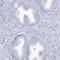 Androglobin antibody, HPA036340, Atlas Antibodies, Immunohistochemistry frozen image 