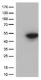 Cyclin Dependent Kinase 15 antibody, LS-C796182, Lifespan Biosciences, Western Blot image 