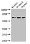 Collagen type IV alpha-3-binding protein antibody, CSB-PA896912LA01HU, Cusabio, Western Blot image 