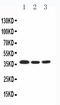 COP9 Signalosome Subunit 5 antibody, LS-C313359, Lifespan Biosciences, Western Blot image 