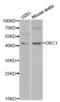 Dyskerin Pseudouridine Synthase 1 antibody, abx001537, Abbexa, Western Blot image 