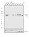 Cell Division Cycle 27 antibody, 720461, Invitrogen Antibodies, Western Blot image 